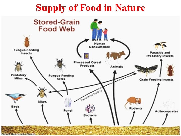 Supply of Food in Nature 