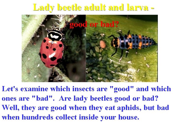 Lady beetle adult and larva good or bad? Let's examine which insects are "good"