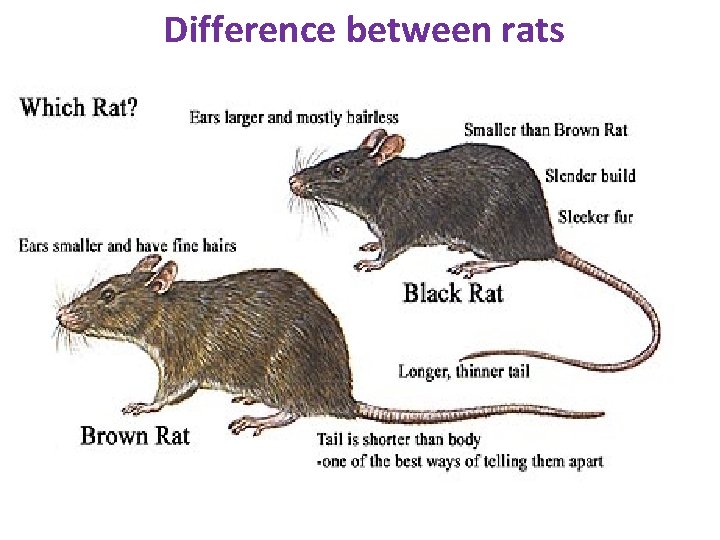 Difference between rats 