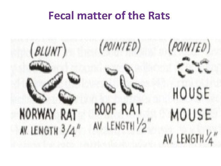 Fecal matter of the Rats 