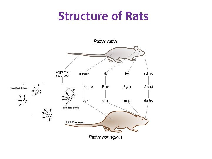 Structure of Rats 