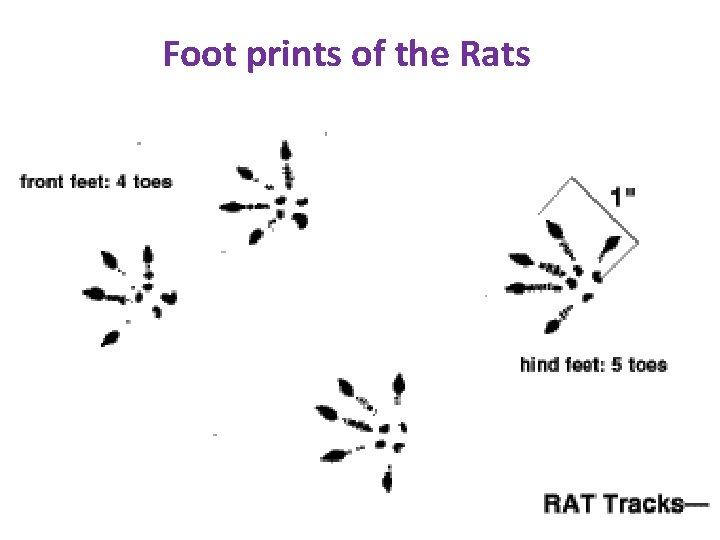 Foot prints of the Rats 