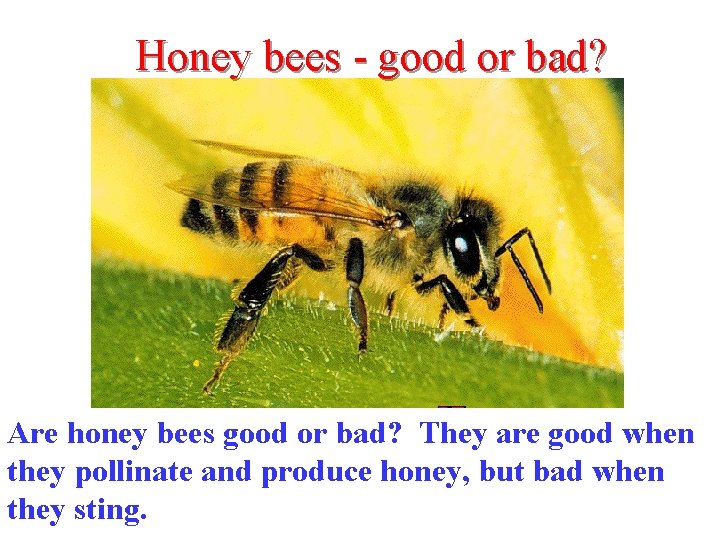 Honey bees - good or bad? Are honey bees good or bad? They are