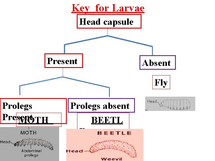Key for Larvae Head capsule Present Absent Fly Prolegs Present MOTH Prolegs absent BEETL
