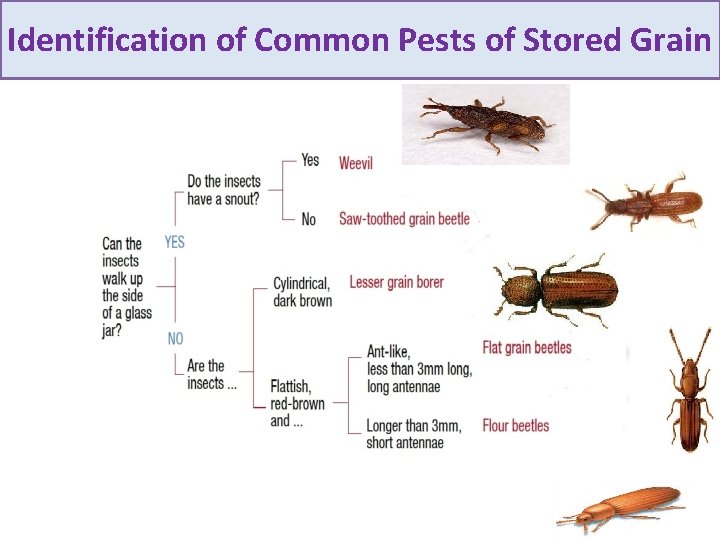 Identification of Common Pests of Stored Grain 