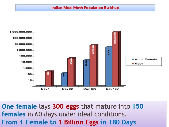 Indian Meal Moth Population Build-up One female lays 300 eggs that mature into 150