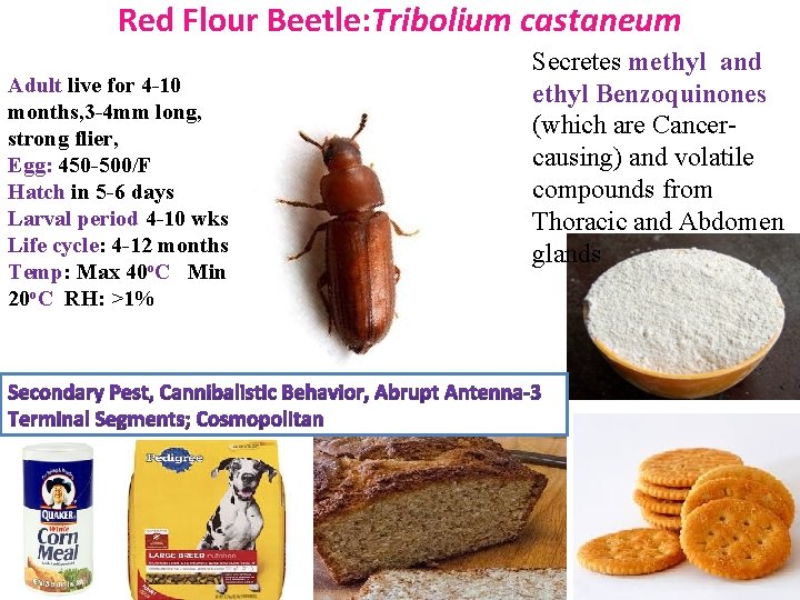 Red Flour Beetle: Tribolium castaneum Adult live for 4 -10 months, 3 -4 mm