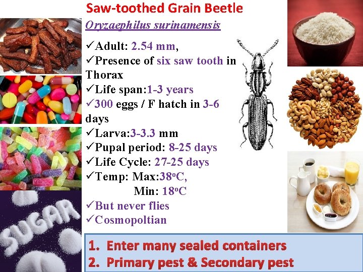 Saw-toothed Grain Beetle Oryzaephilus surinamensis üAdult: 2. 54 mm, üPresence of six saw tooth