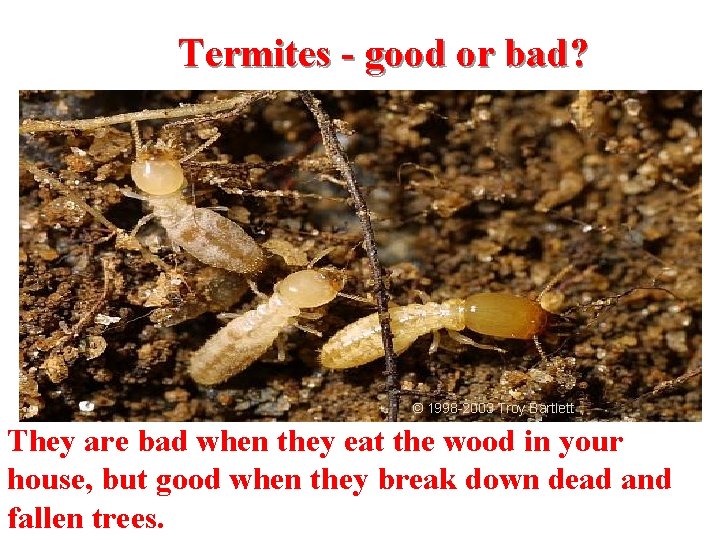 Termites - good or bad? © 1998 -2003 Troy Bartlett They are bad when