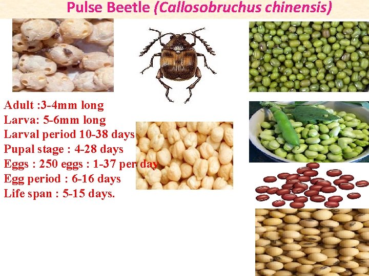 Pulse Beetle (Callosobruchus chinensis) Adult : 3 -4 mm long Larva: 5 -6 mm