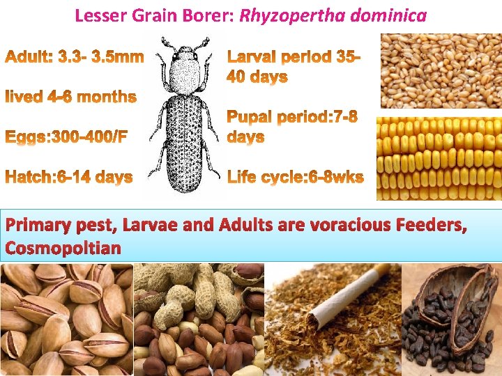 Lesser Grain Borer: Rhyzopertha dominica Primary pest, Larvae and Adults are voracious Feeders, Cosmopoltian