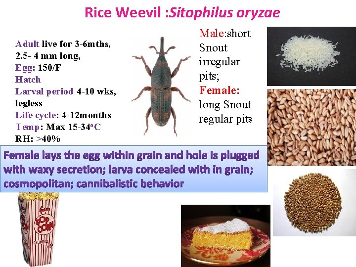 Rice Weevil : Sitophilus oryzae Adult live for 3 -6 mths, 2. 5 -