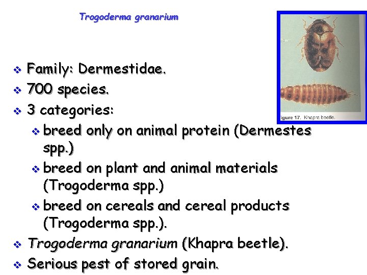 Trogoderma granarium Family: Dermestidae. v 700 species. v 3 categories: v breed only on