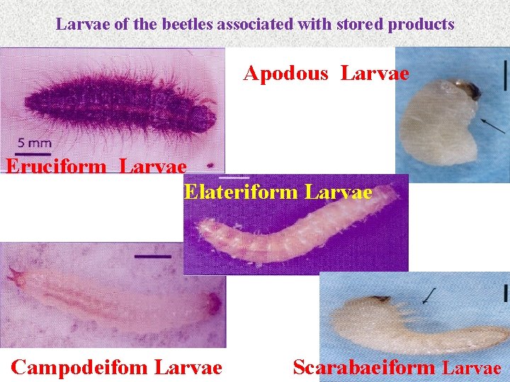 Larvae of the beetles associated with stored products Apodous Larvae Eruciform Larvae Elateriform Larvae