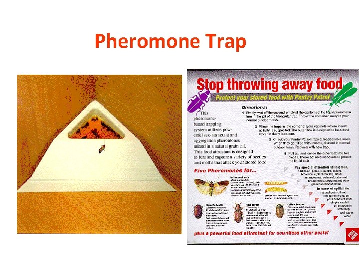 Pheromone Trap 