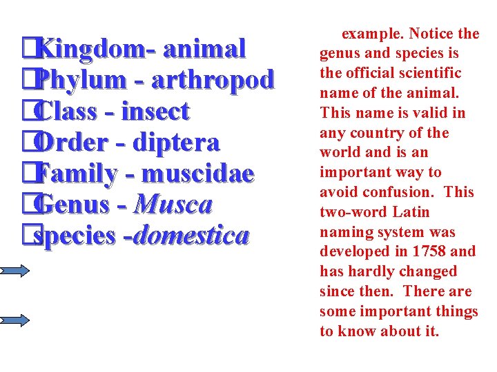 �Kingdom- animal �Phylum - arthropod �Class - insect �Order - diptera �Family - muscidae