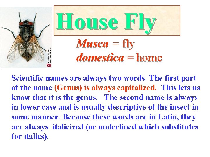 House Fly Musca = fly domestica = home Scientific names are always two words.