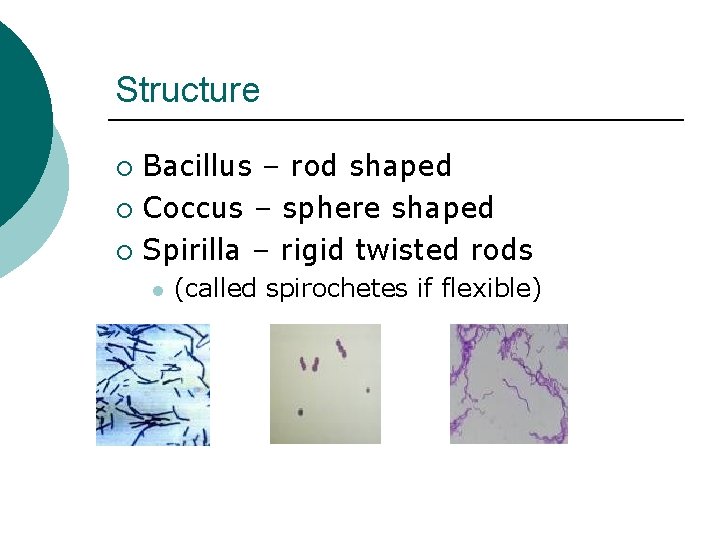 Structure Bacillus – rod shaped ¡ Coccus – sphere shaped ¡ Spirilla – rigid