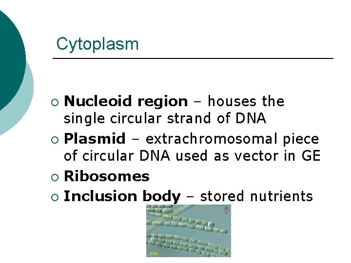 Cytoplasm Nucleoid region – houses the single circular strand of DNA ¡ Plasmid –