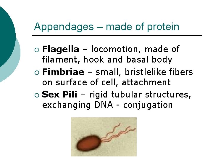 Appendages – made of protein Flagella – locomotion, made of filament, hook and basal