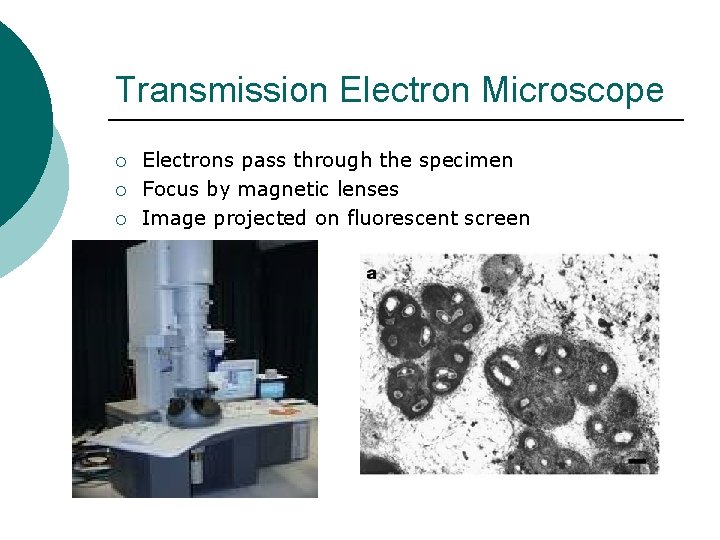 Transmission Electron Microscope ¡ ¡ ¡ Electrons pass through the specimen Focus by magnetic