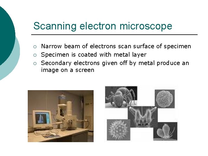 Scanning electron microscope ¡ ¡ ¡ Narrow beam of electrons scan surface of specimen