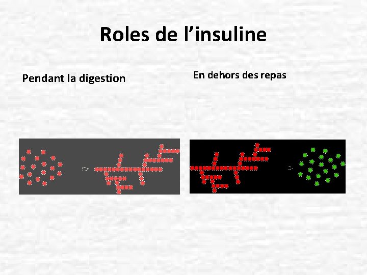 Roles de l’insuline Pendant la digestion En dehors des repas 