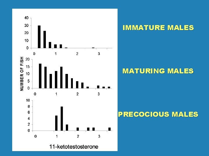 IMMATURE MALES MATURING MALES PRECOCIOUS MALES 