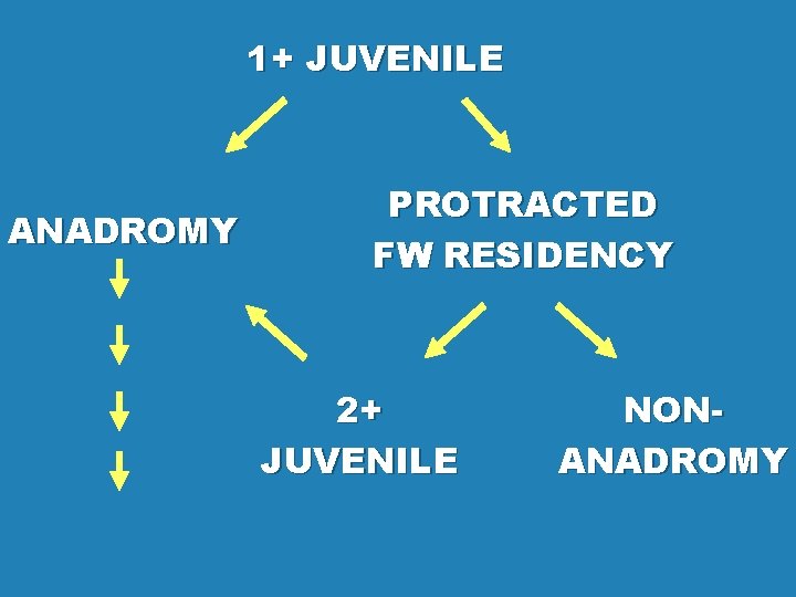 1+ JUVENILE ANADROMY PROTRACTED FW RESIDENCY 2+ JUVENILE NONANADROMY 