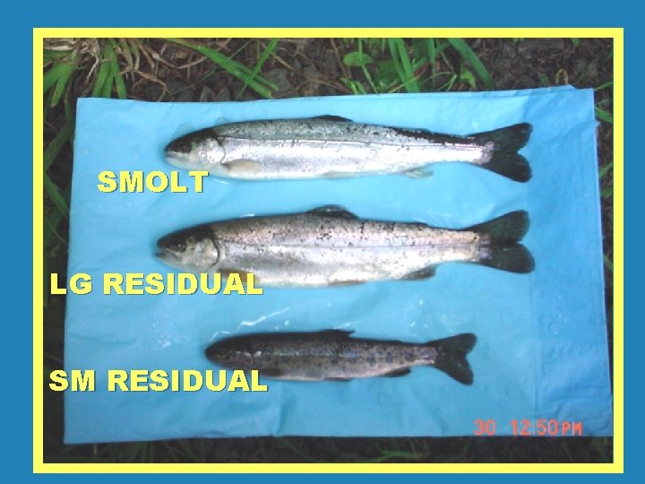 SMOLT LG RESIDUAL SM RESIDUAL 