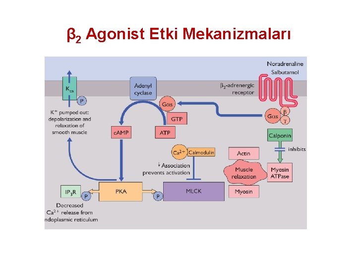 β 2 Agonist Etki Mekanizmaları 