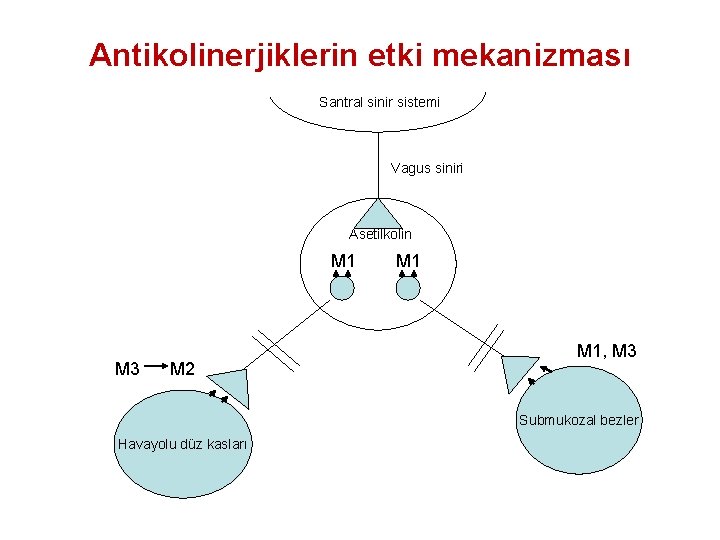 Antikolinerjiklerin etki mekanizması Santral sinir sistemi Vagus siniri Asetilkolin M 1 M 3 M