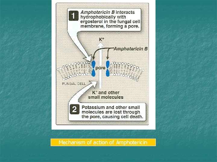 Mechanism of action of Amphotericin 