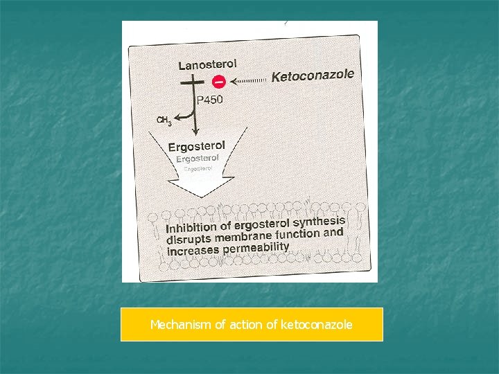 Mechanism of action of ketoconazole 