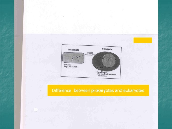 Difference between prokaryotes and eukaryotes 