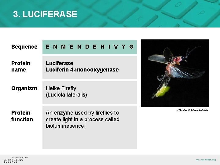 3. LUCIFERASE Sequence E N M E N D E N I V Y