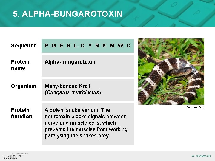 5. ALPHA-BUNGAROTOXIN Sequence P G E N L C Y R K M W