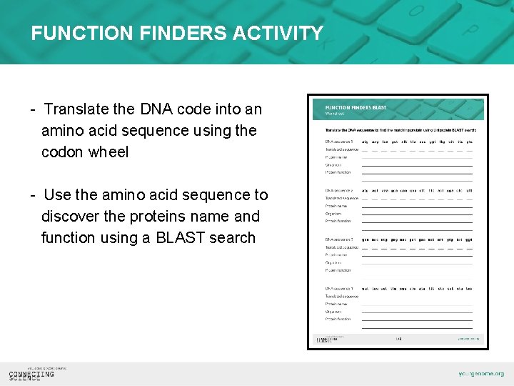 FUNCTION FINDERS ACTIVITY - Translate the DNA code into an amino acid sequence using