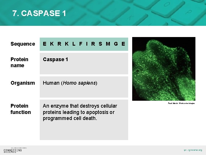 7. CASPASE 1 Sequence E K R K L F I R S M