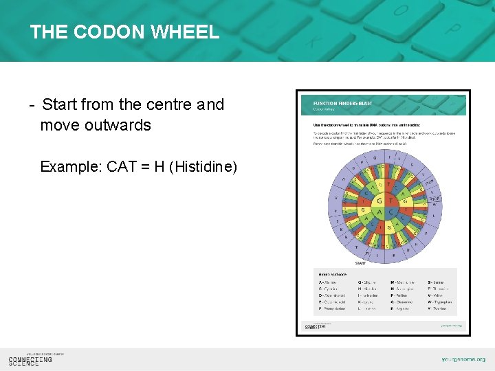 THE CODON WHEEL - Start from the centre and move outwards Example: CAT =