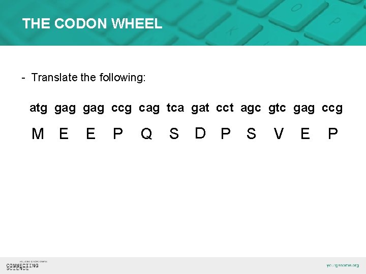 THE CODON WHEEL - Translate the following: atg gag ccg cag tca gat cct