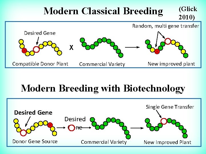 Modern Classical Breeding (Glick 2010) Random, multi gene transfer Desired Gene X Compatible Donor