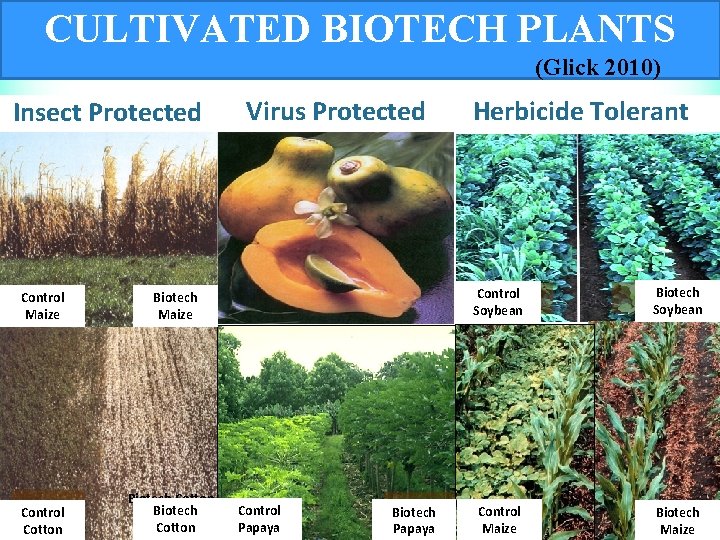 CULTIVATED BIOTECH PLANTS (Glick 2010) Insect Protected Control Maize Corn Control Cotton Virus Protected