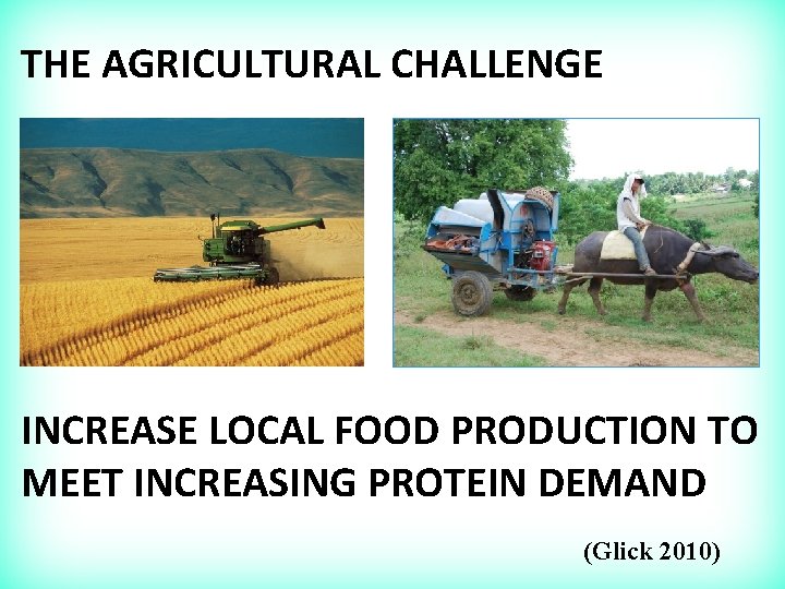 THE AGRICULTURAL CHALLENGE INCREASE LOCAL FOOD PRODUCTION TO MEET INCREASING PROTEIN DEMAND (Glick 2010)