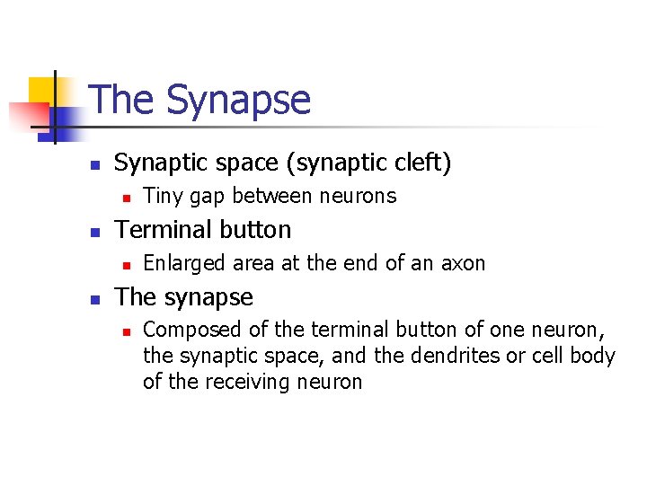 The Synapse n Synaptic space (synaptic cleft) n n Terminal button n n Tiny