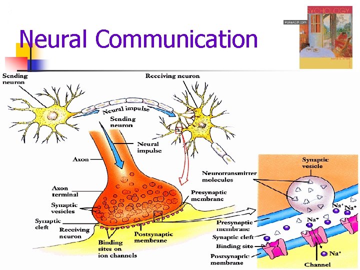 Neural Communication 