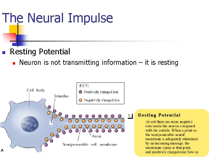 The Neural Impulse n Resting Potential n Neuron is not transmitting information – it