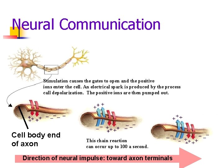 Neural Communication Stimulation causes the gates to open and the positive ions enter the