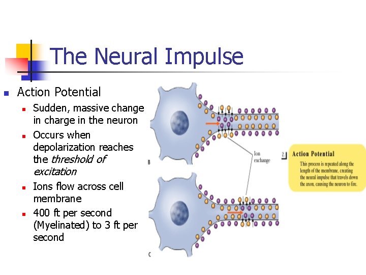 The Neural Impulse n Action Potential n n Sudden, massive change in charge in