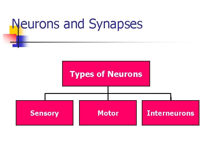 Neurons and Synapses Types of Neurons Sensory Motor Interneurons 